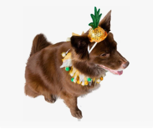 P0251 Pineapple Hat & Collar Set Dog Costume Pet Clothing Spring And Summer Thin Section Cute Thin Breathable Sunscreen Comfortable Cat Dog Clothes